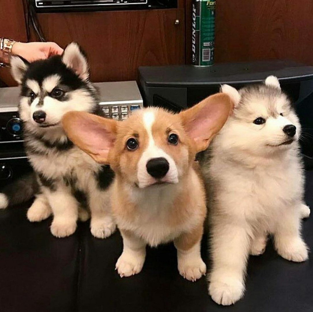 Band name: three serious puppers