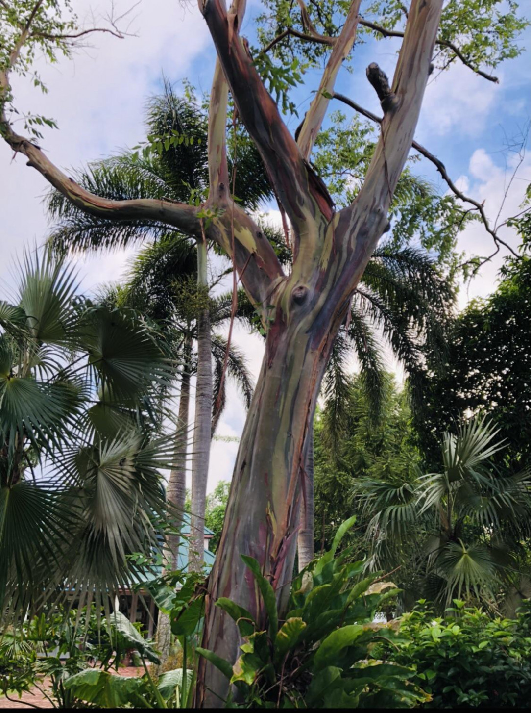 Rainbow eucalyptus