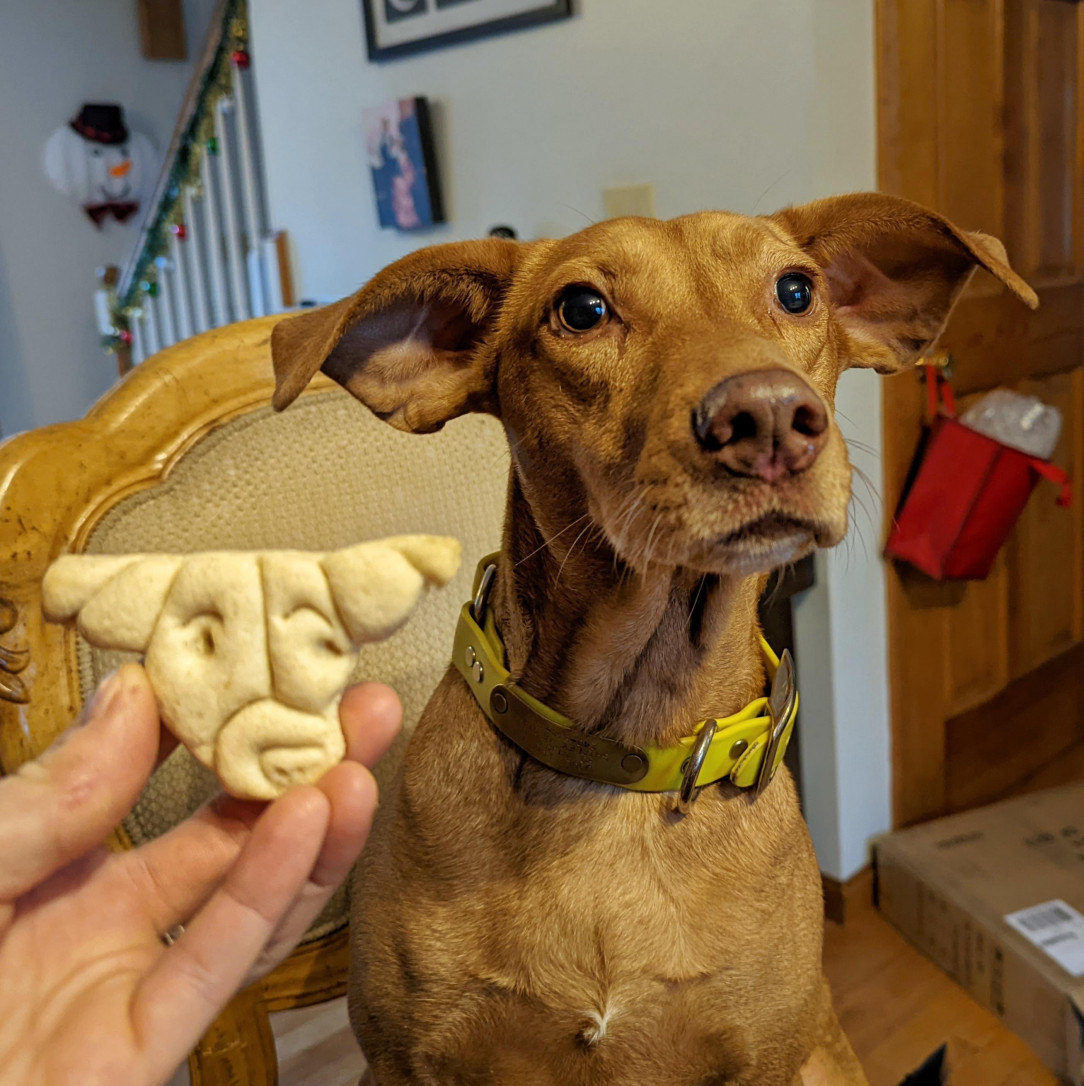 Joule is much prettier than her Christmas cookie came out