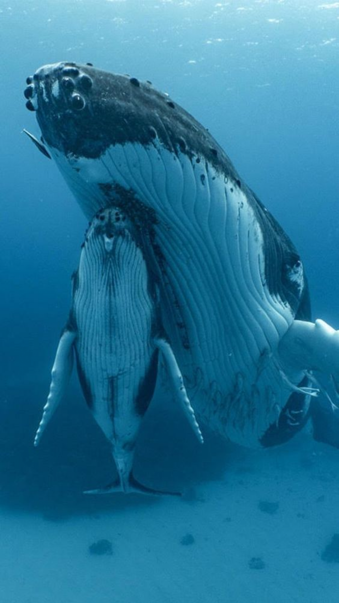 A giant marine creature threatened with extinction