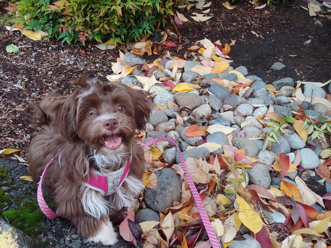 Penny hasn&#039;t been alive for every season yet but so far fall is her favorite. She luvs the crunchy leafies