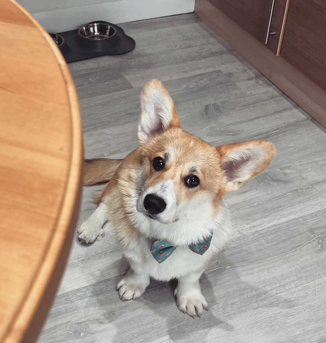 He doesn’t beg for food, he just looks at me like this…