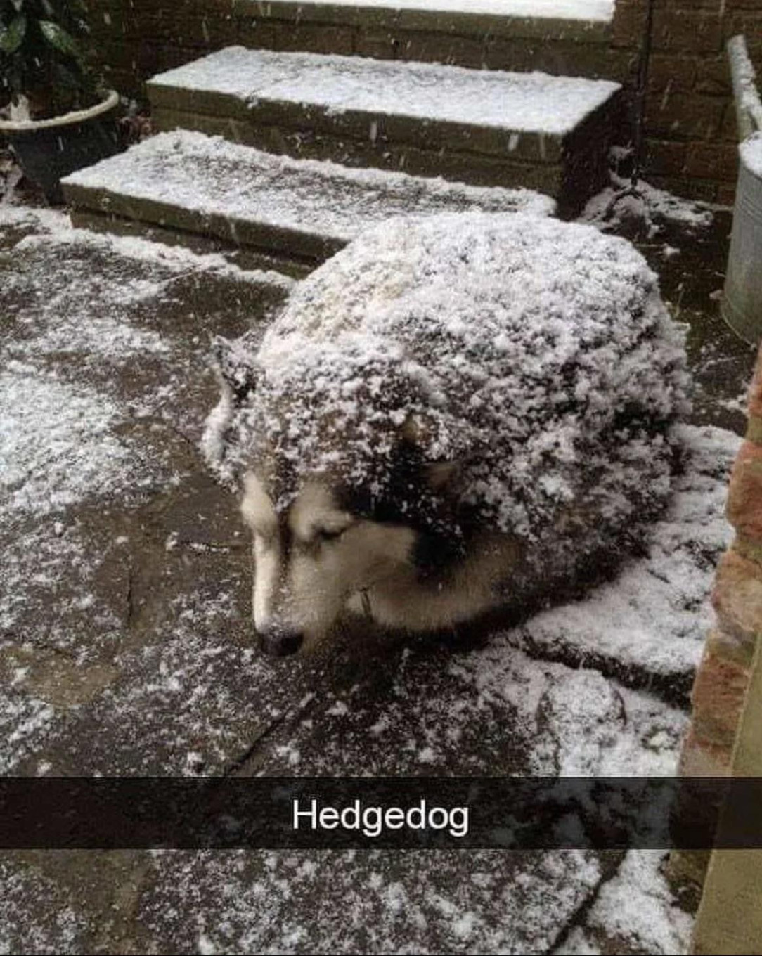 Hedgedog, make sure to approach quietly to not startle