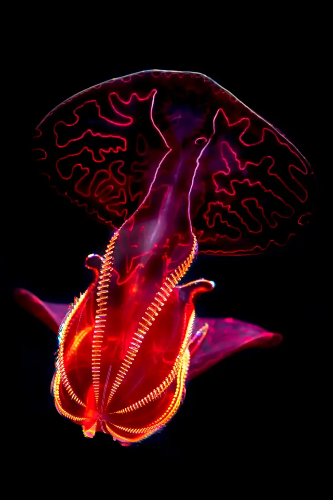 Photos of the bloody-belly show off the creature&#039;s vivid red color, but they can go undetected by predators