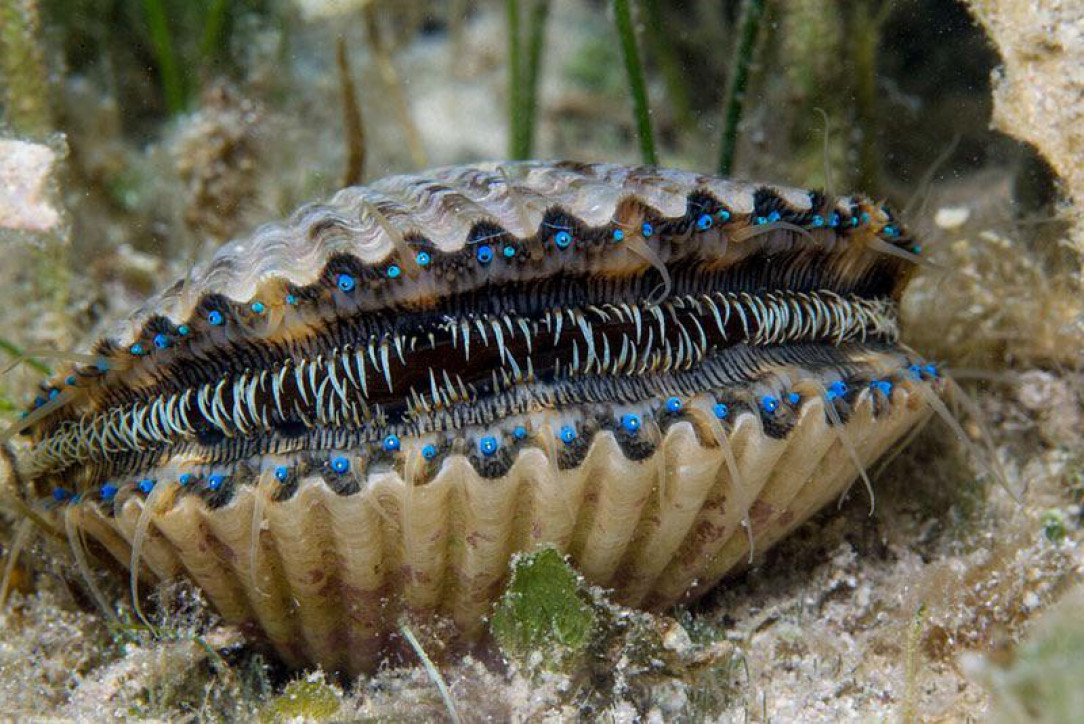 A scallop that looks absolutely monstrous. The blue parts are its eyes, and it can have over 200 of them