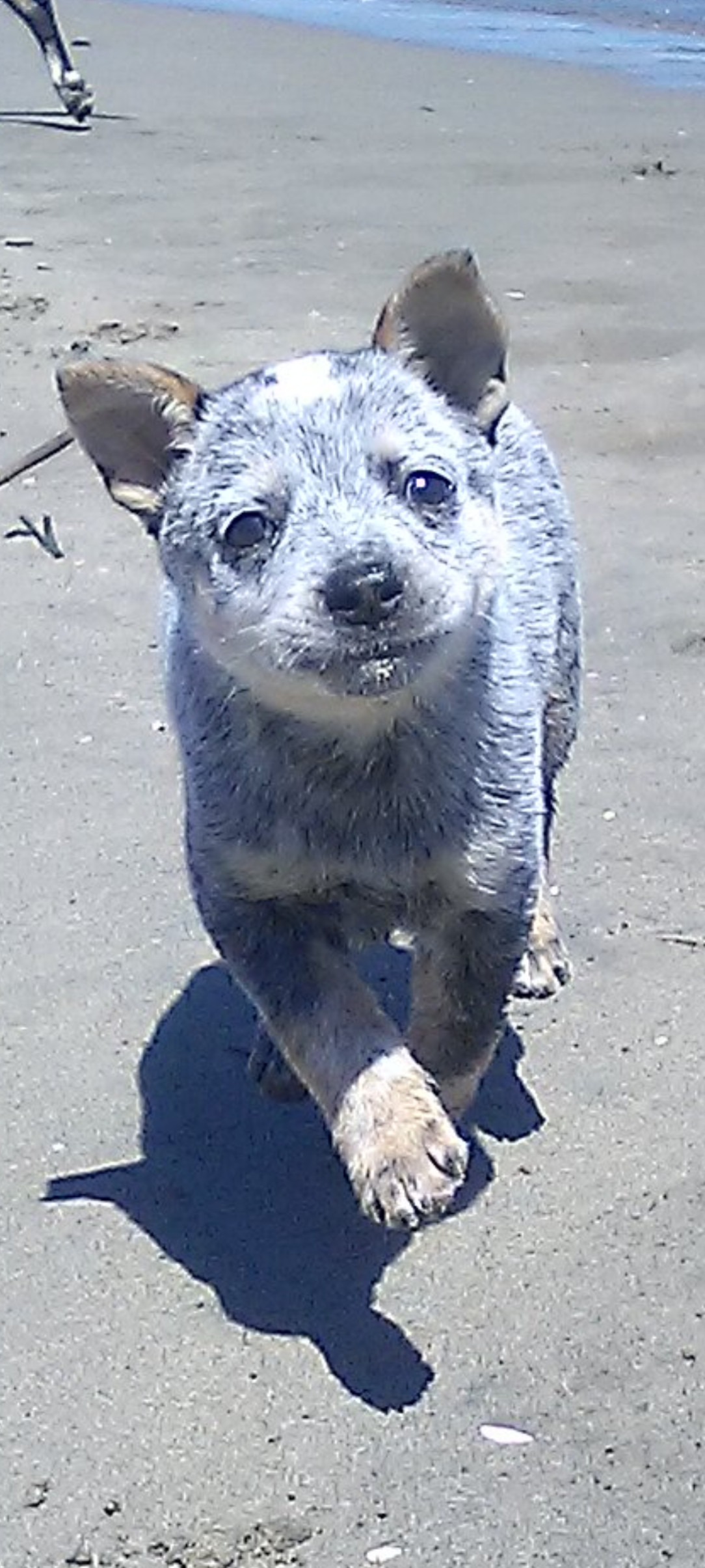 Otto loved the beach as a baby!