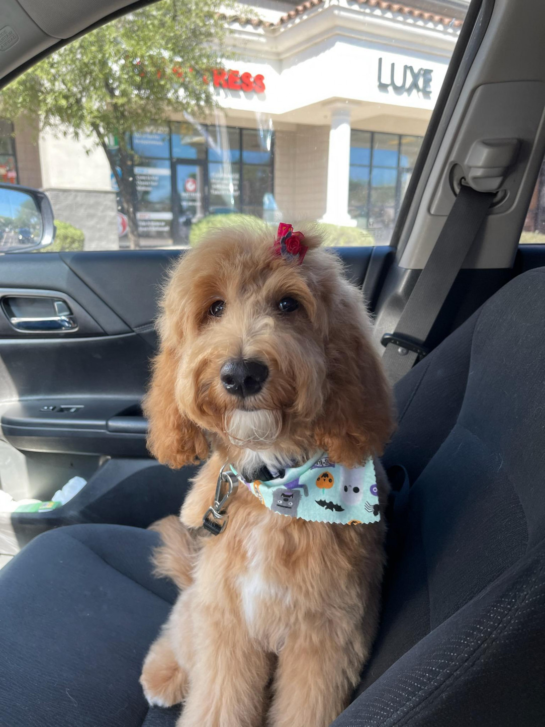 Rookie, proud after her first grooming, complete with accessories