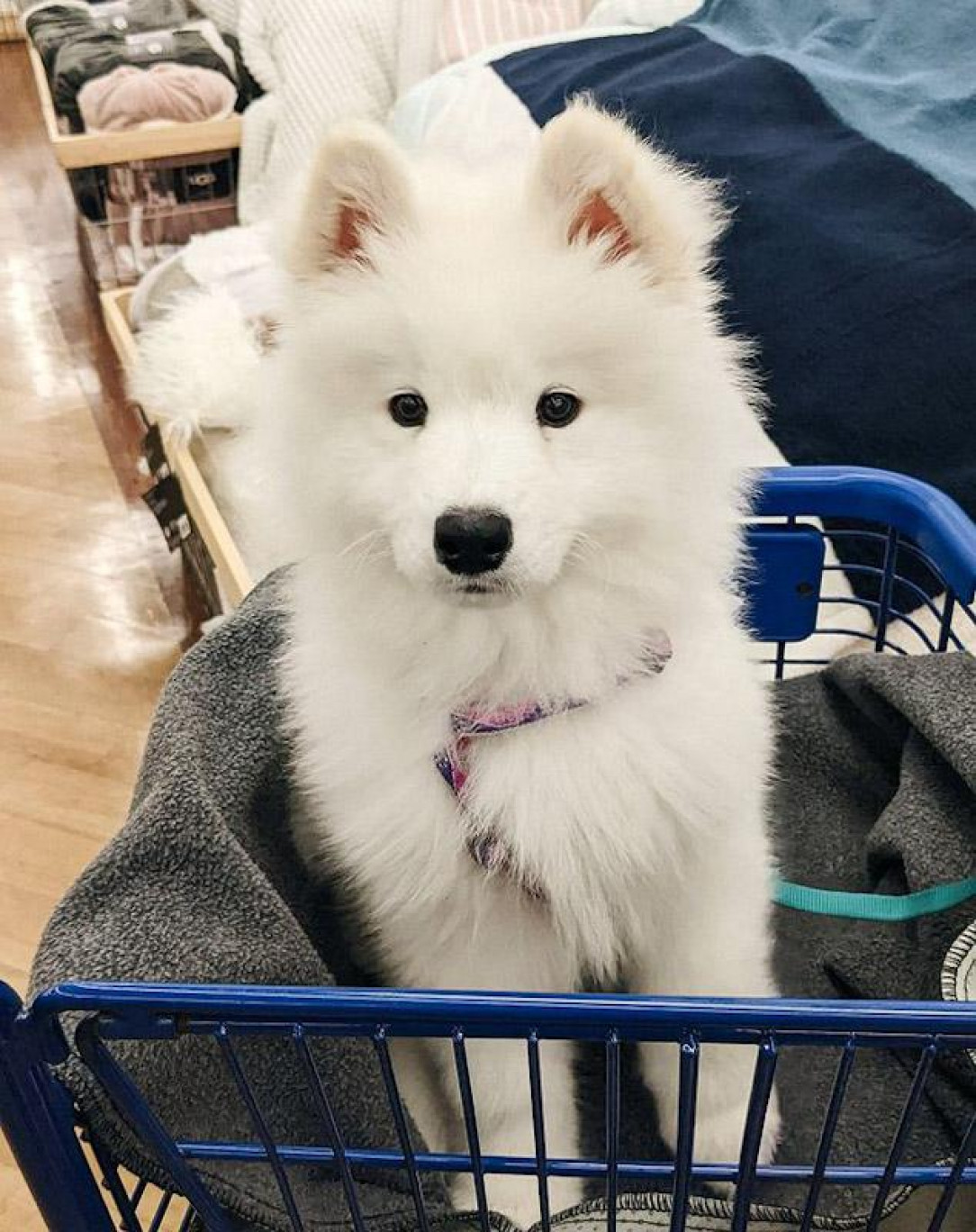 First time at Bed Baff and Beyond. Got mistaken for a stuffed animal at checkout