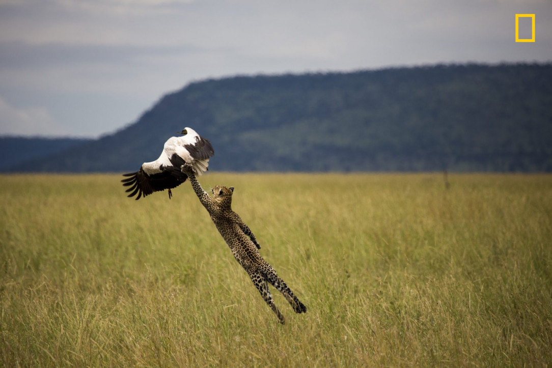 With no time to switch his camera to high speed, photographer Paul Rifkin writes - &quot;I watched the stork and as soon as it flapped its wings I shot one shot.&quot;