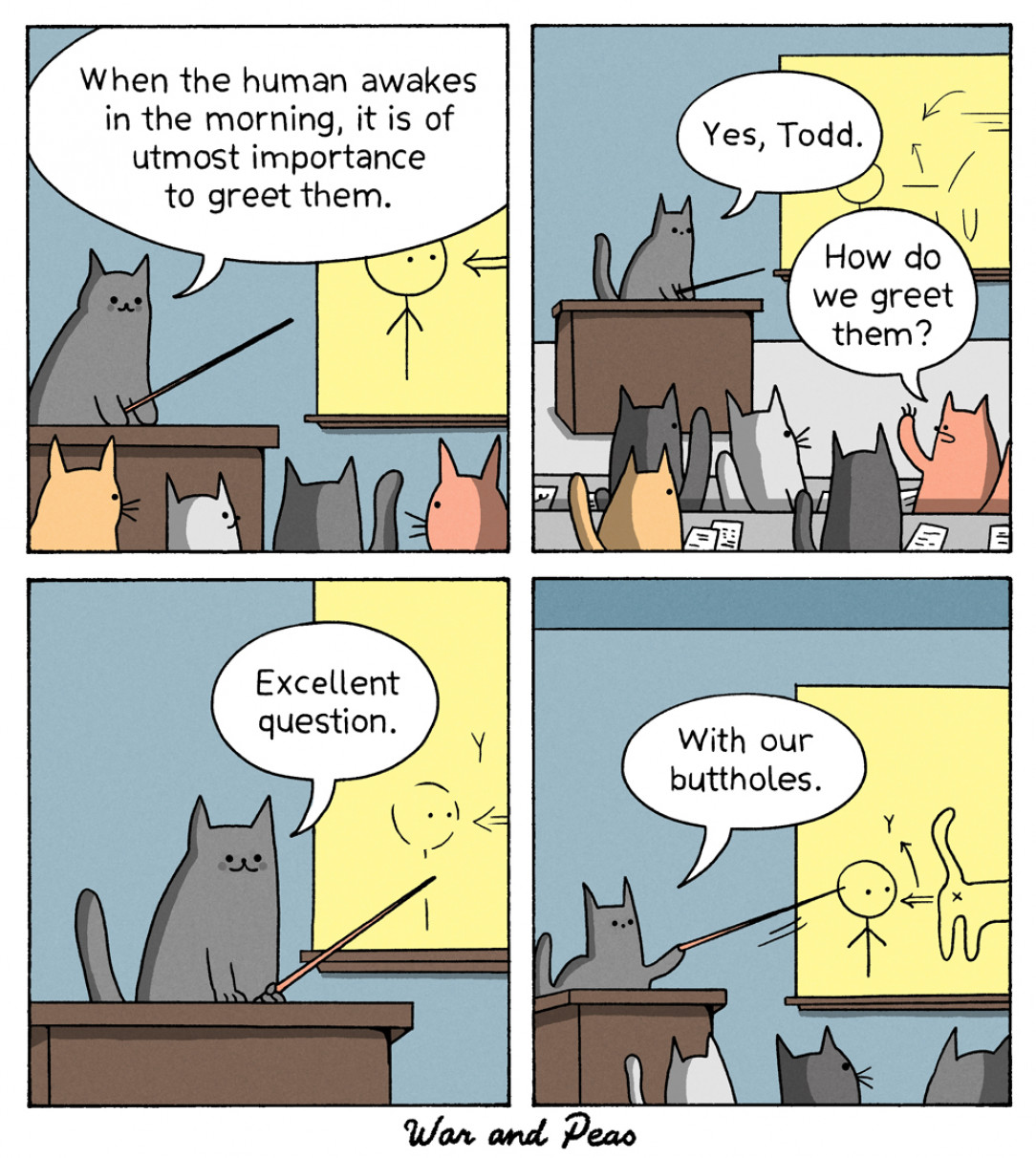 Cat Greetings 101