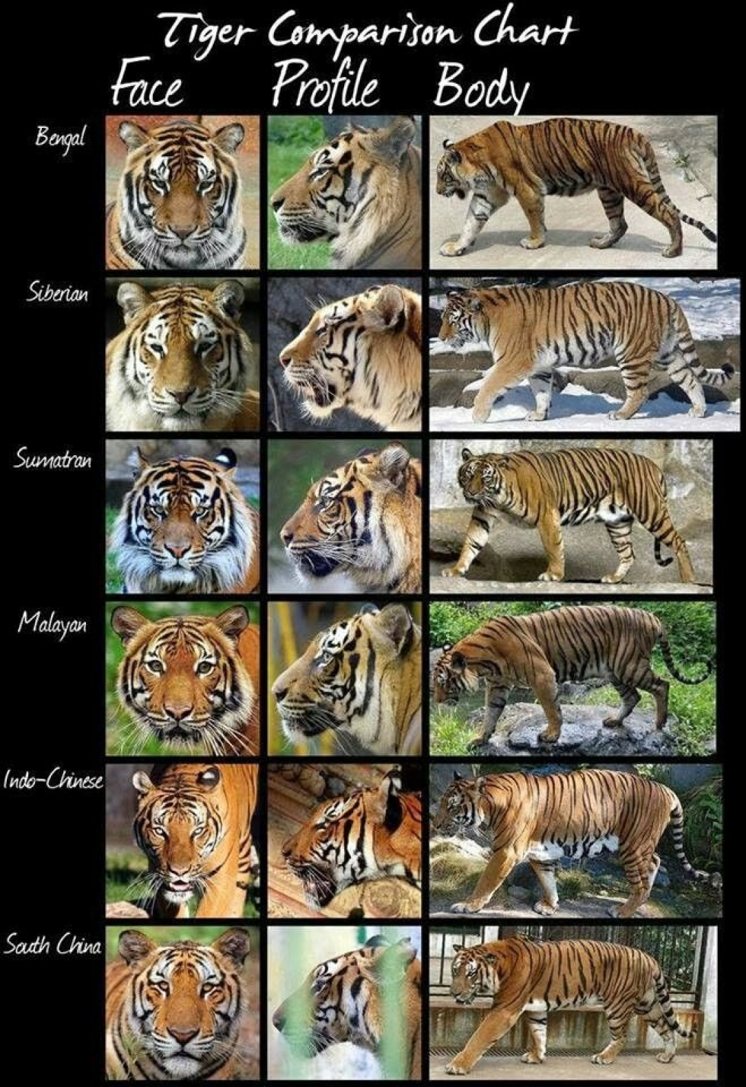 Tiger Comparison Chart