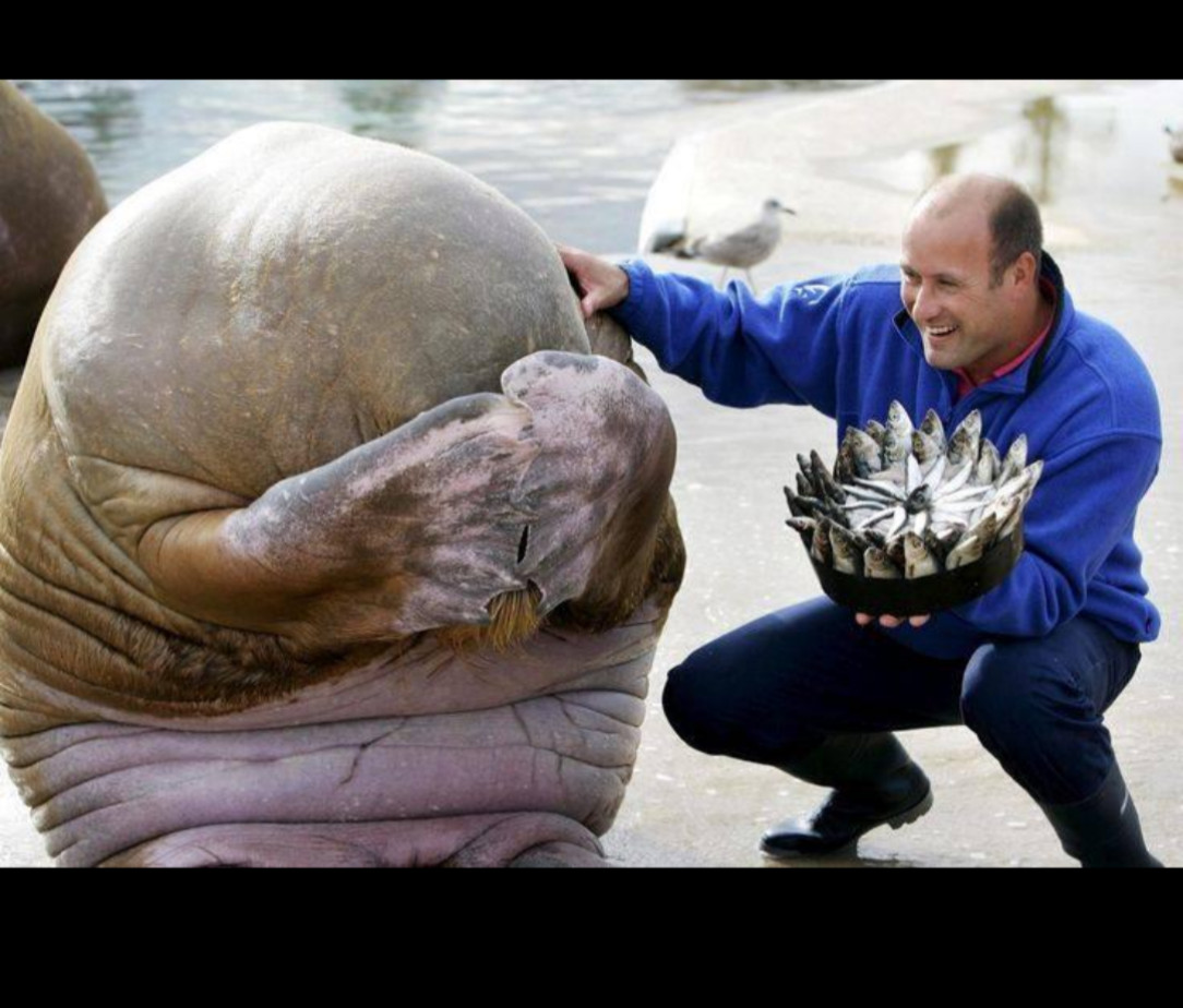 Walrus revives fish cake for birthday