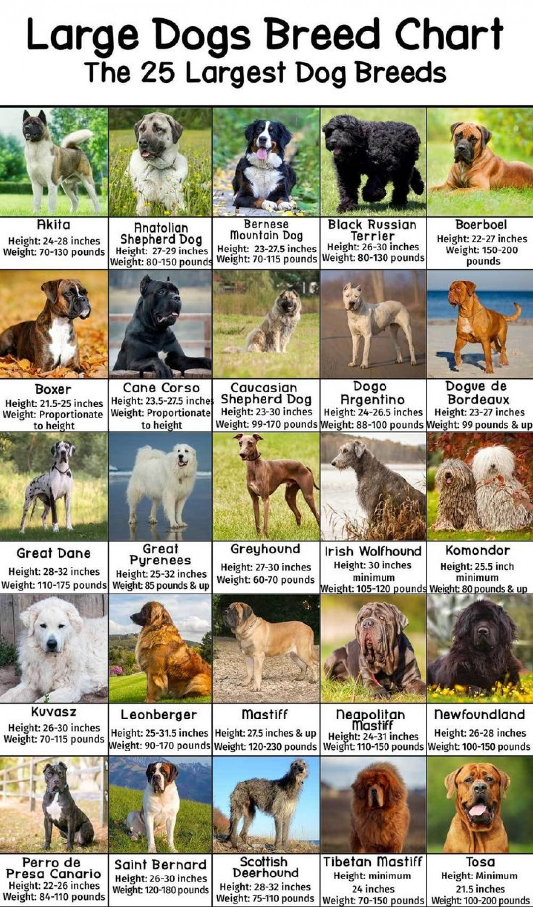 25 Largest Dog Breeds 🐕