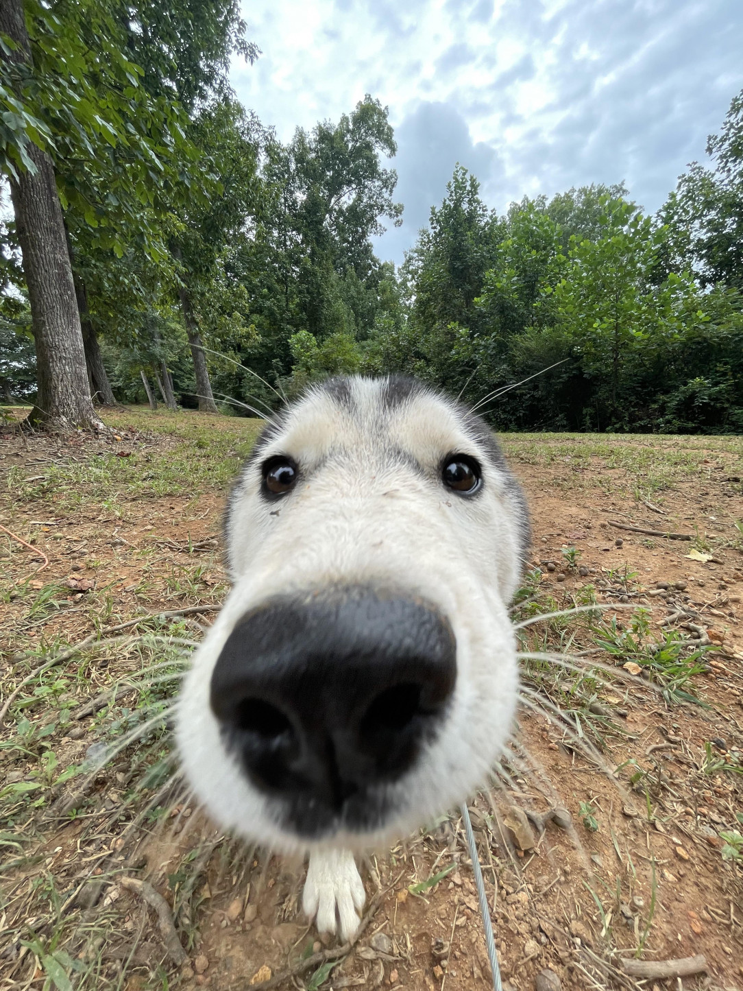 Husky derp