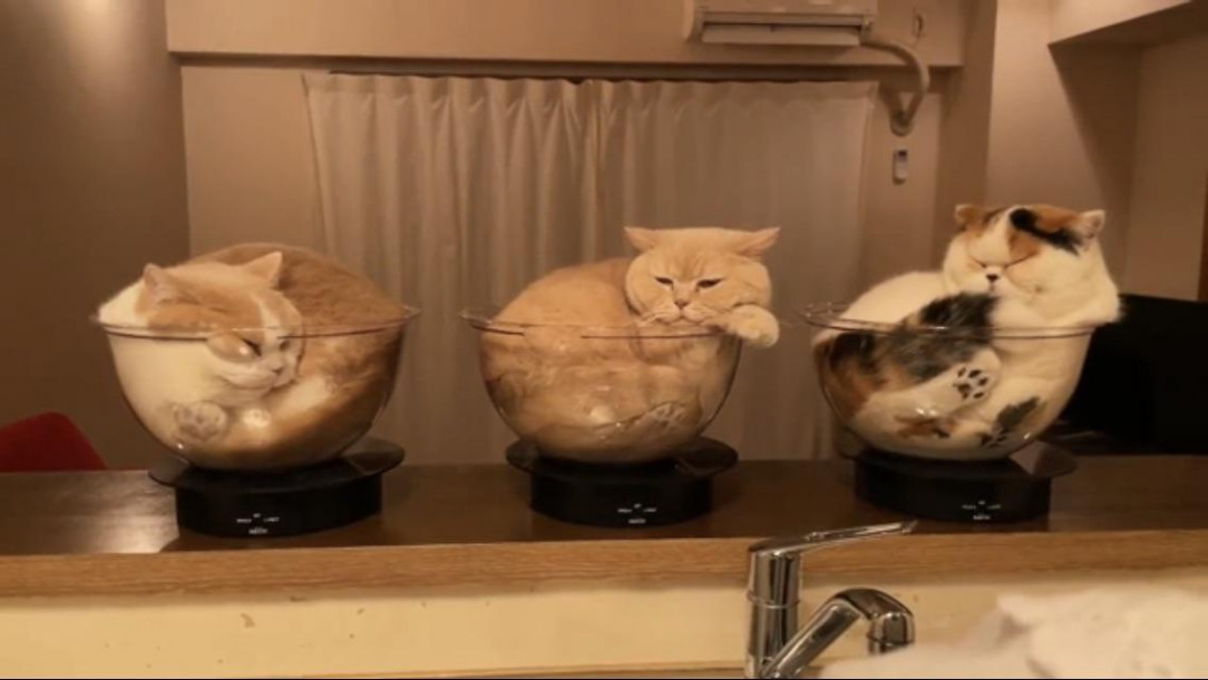 Bowlcats, council of the kitchen, judges of food