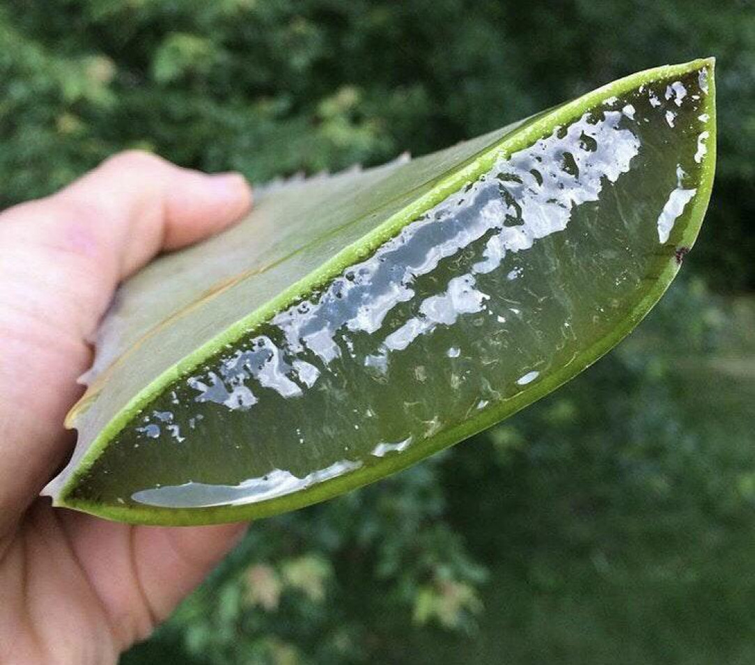 Huge chunk of Aloe Vera …