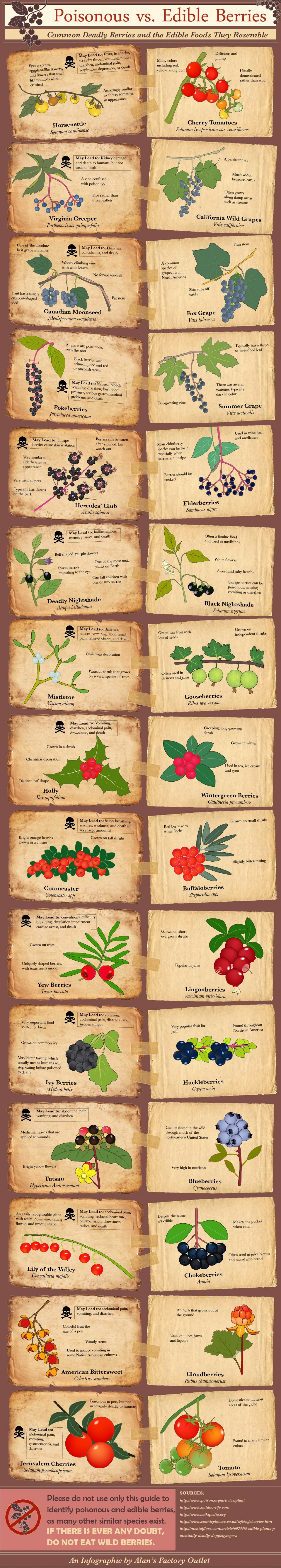 Infographic: Poisonous vs. Edible Berries