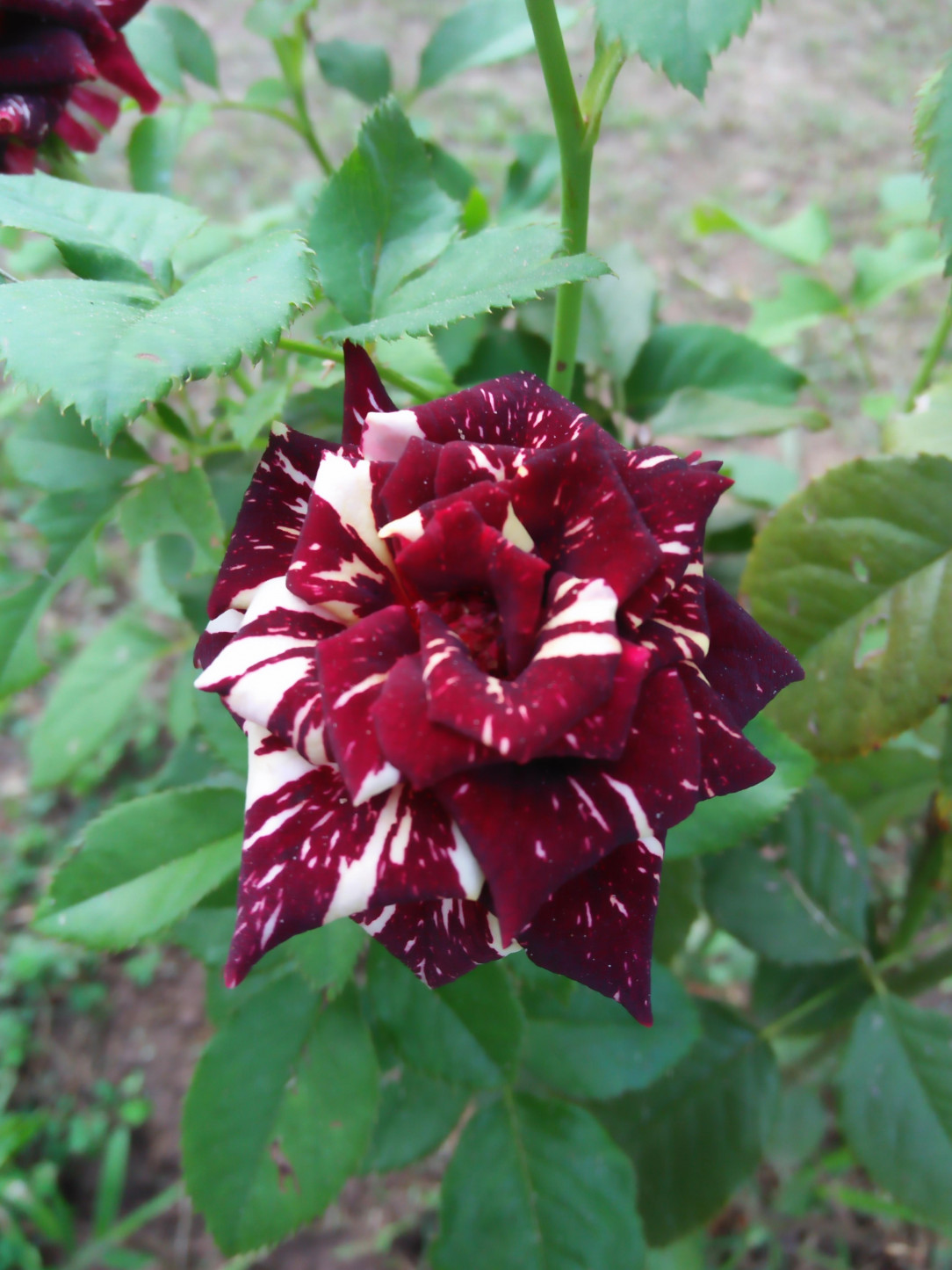 Beautiful hybrid rose