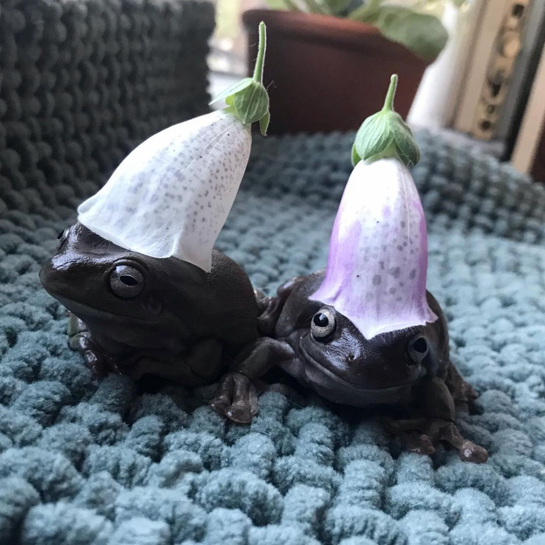 For the swamp is dark and full of tasty flies, take this to help aide your quest traveler: a cute hat 💓