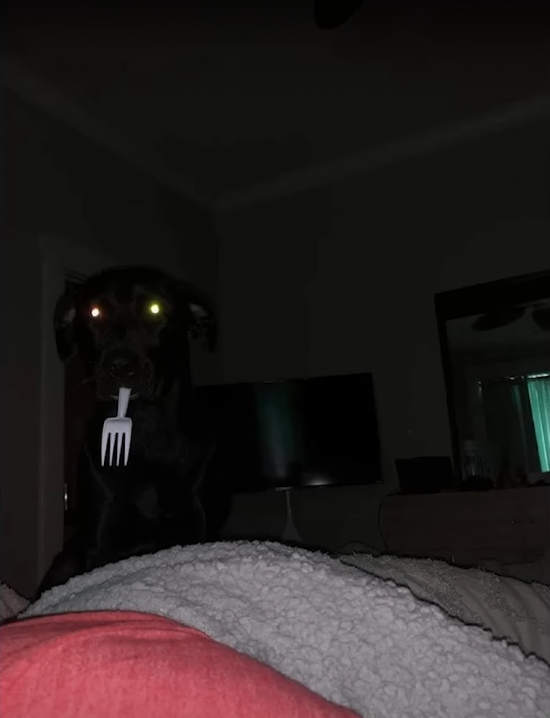 Dog with a plastic fork in its mouth at dawn