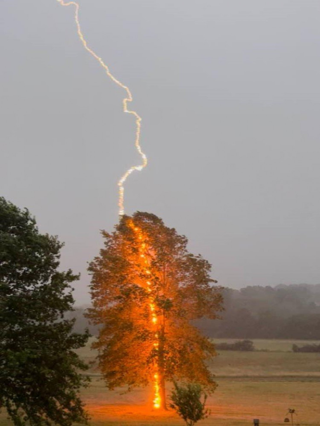 An incredible shot showing the raw power of lightning striking a tree at the exact moment the picture is taken