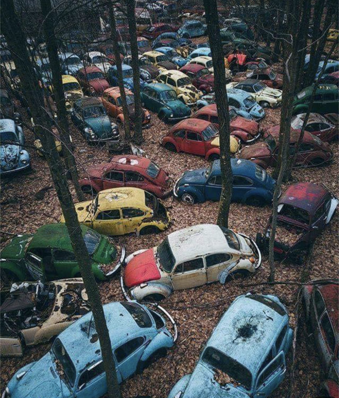 This Volkswagen graveyard