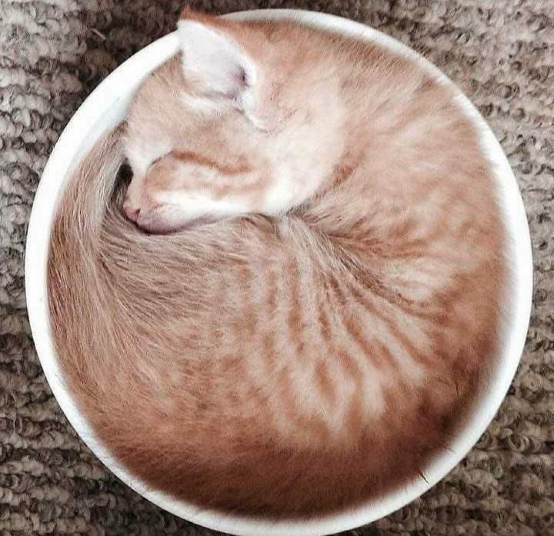 Proof that cats are liquids