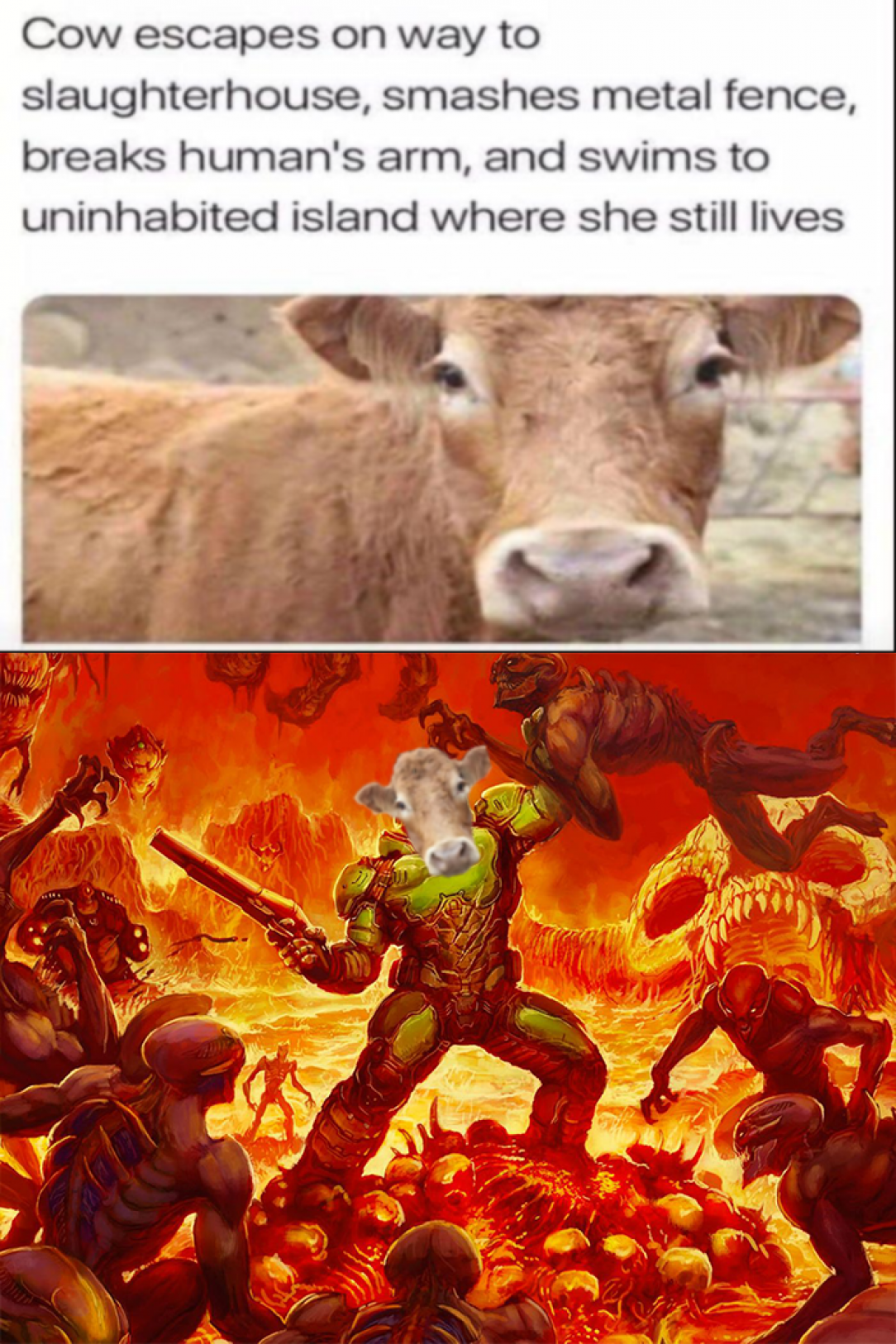 An epic of a legendary cow