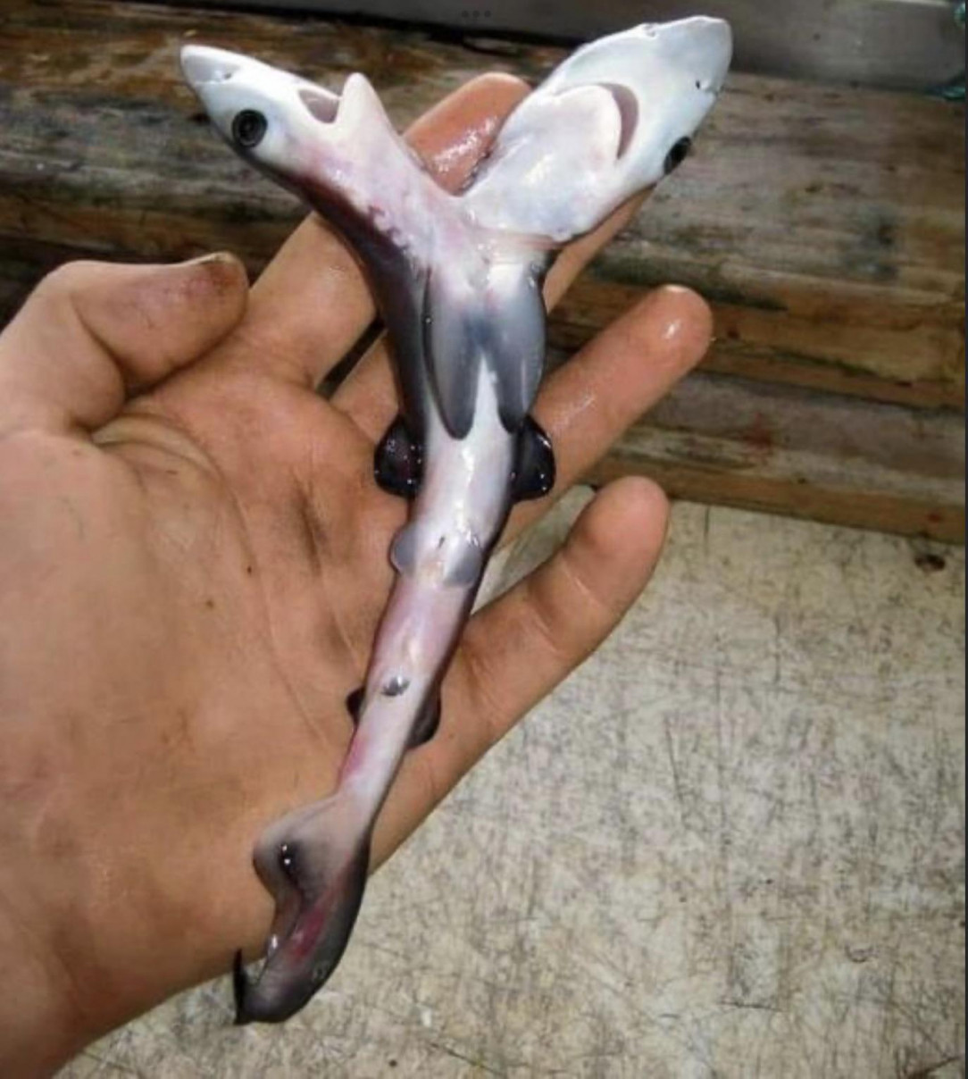 Two-headed sharks are sighted more and more and no one knows why