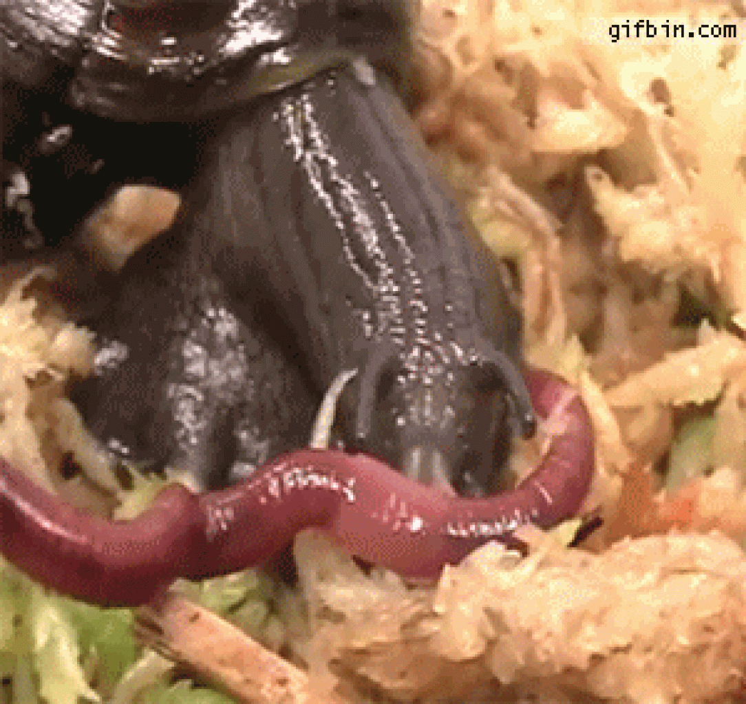 A very hungry slug