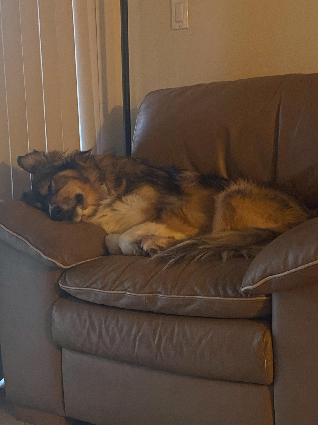 $5k Italian leather chair is really just a nice dog bed 🐩