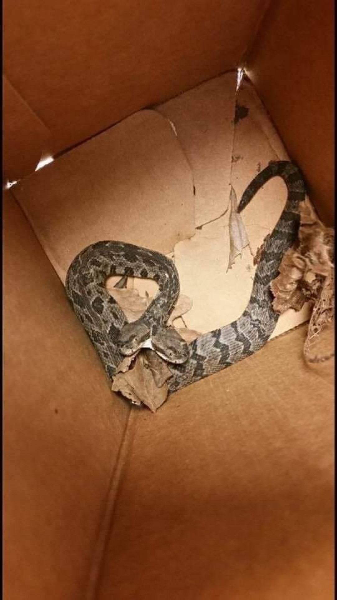 Two headed timber rattler