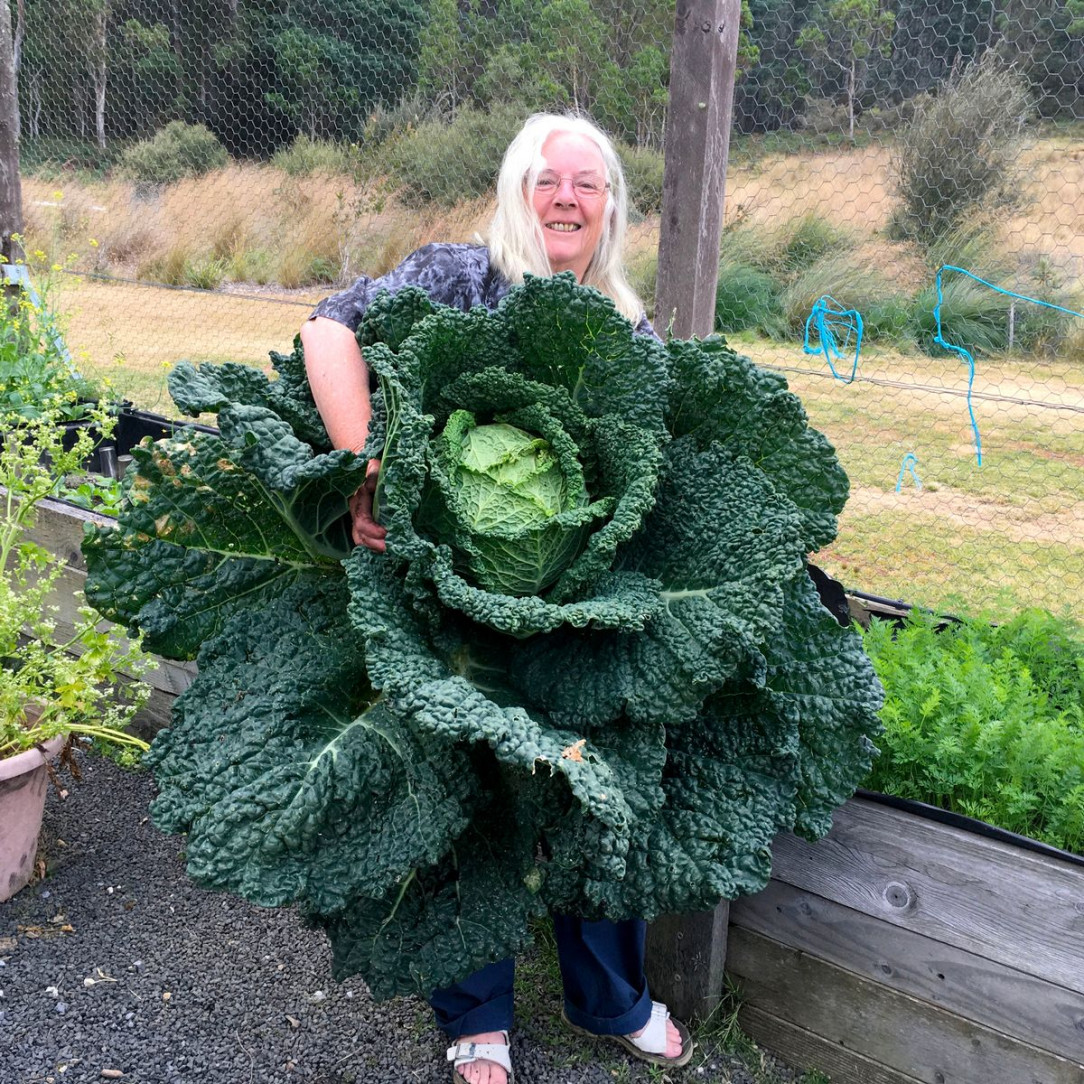 An absolute unit of a cabbage