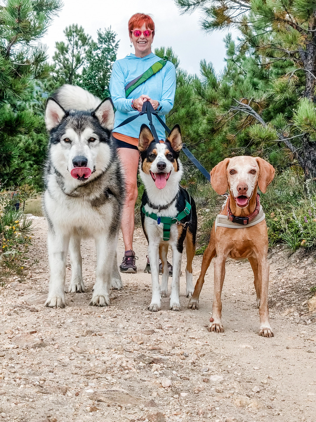 A malamute, a heeler and a vizsla walk into a bar