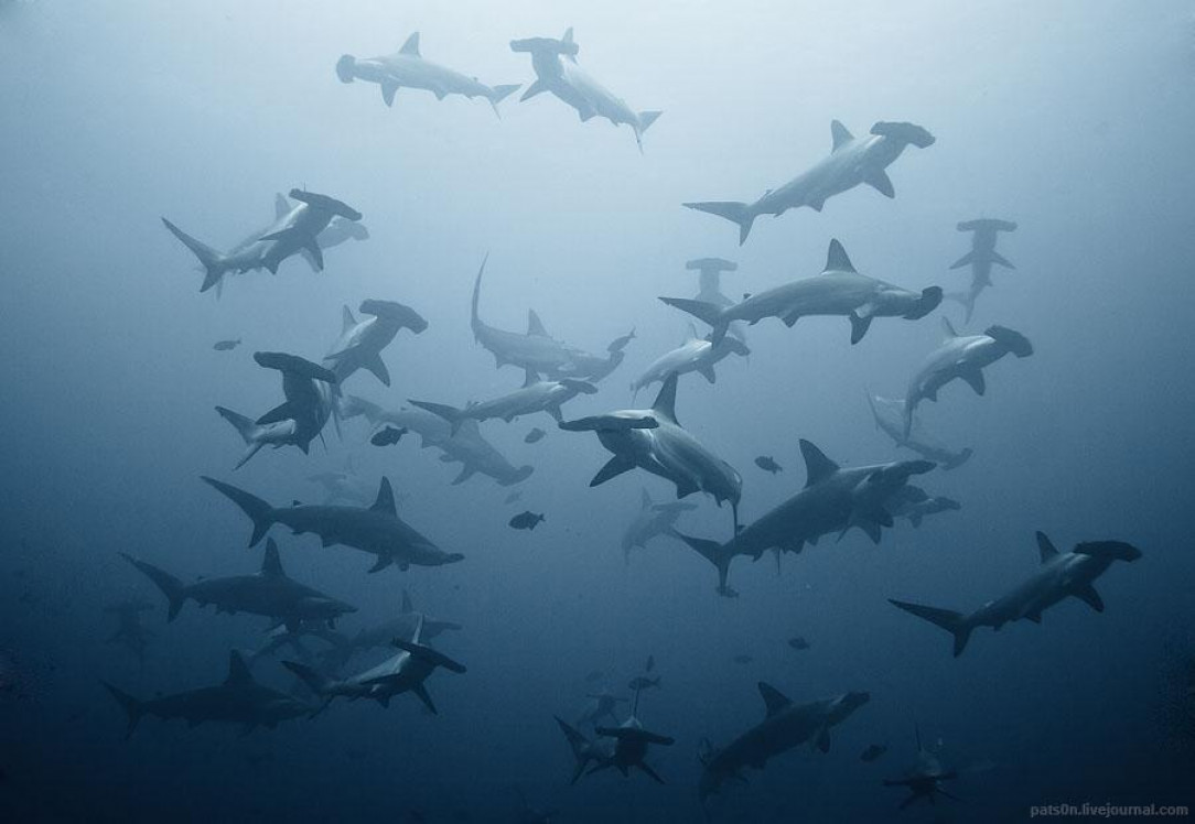 This group photo of hammerhead sharks is amazing