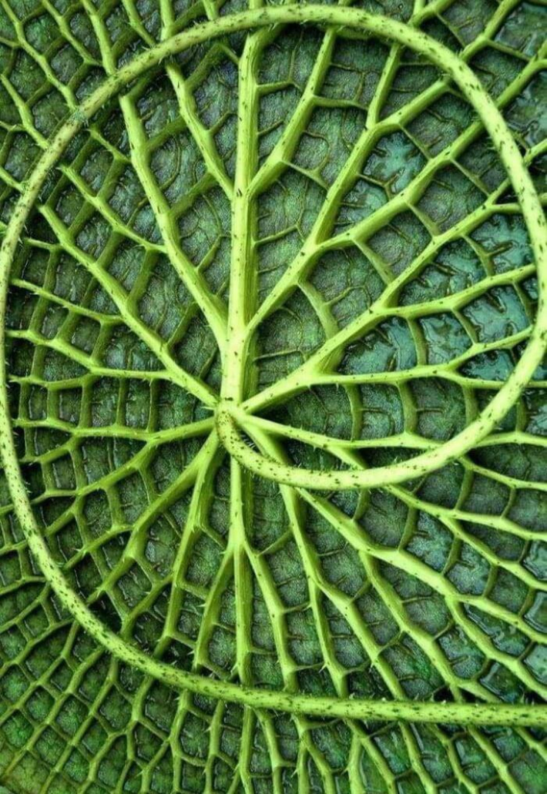 The underside of a Lilly pad