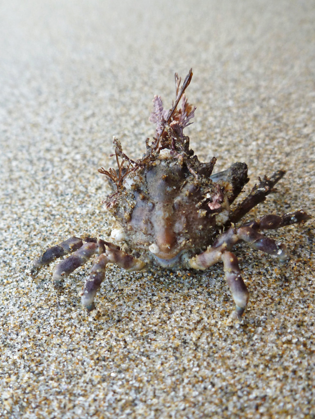 Graceful Kelp Crab, not quite a decorator crab but trying its best