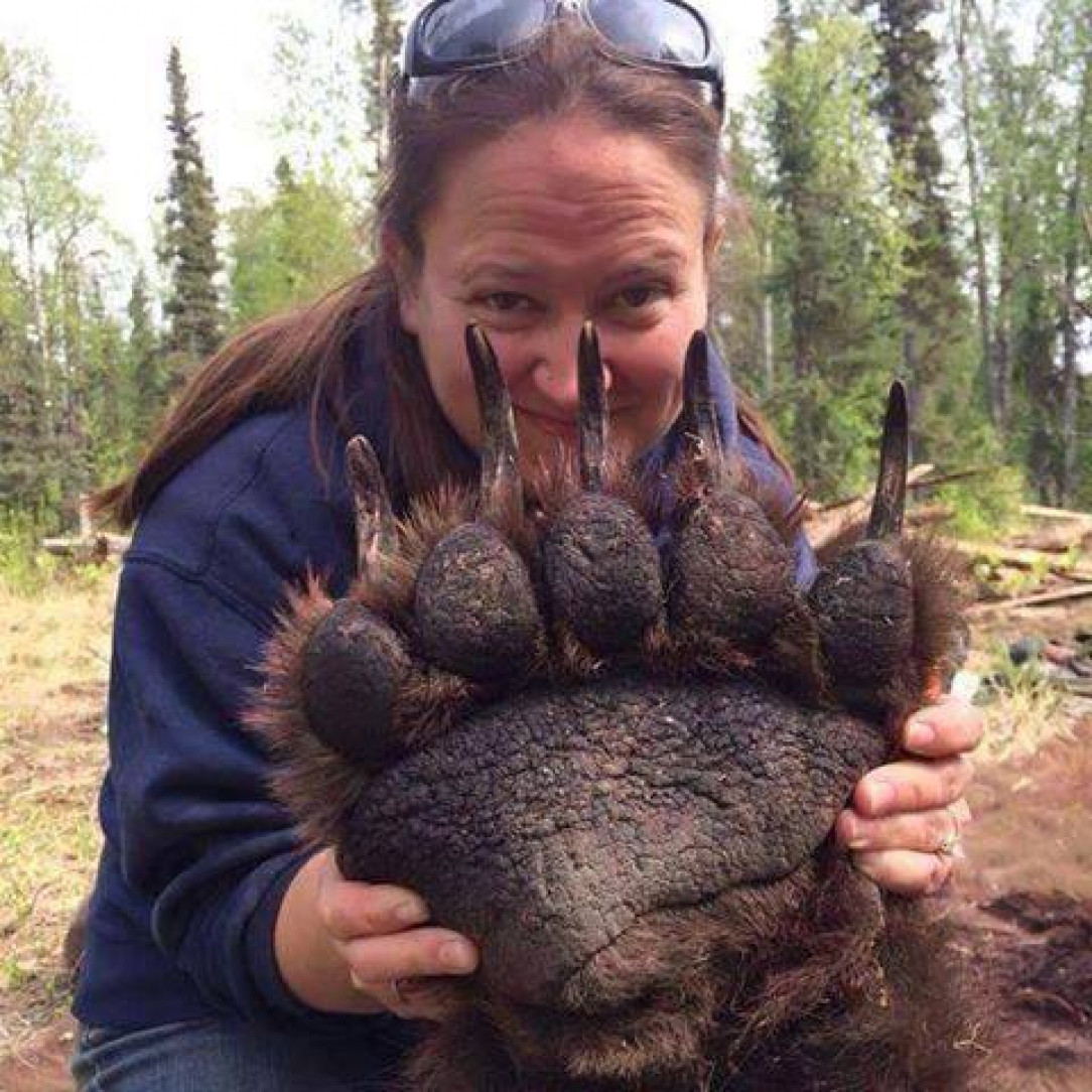 Grizzly Bear Paw