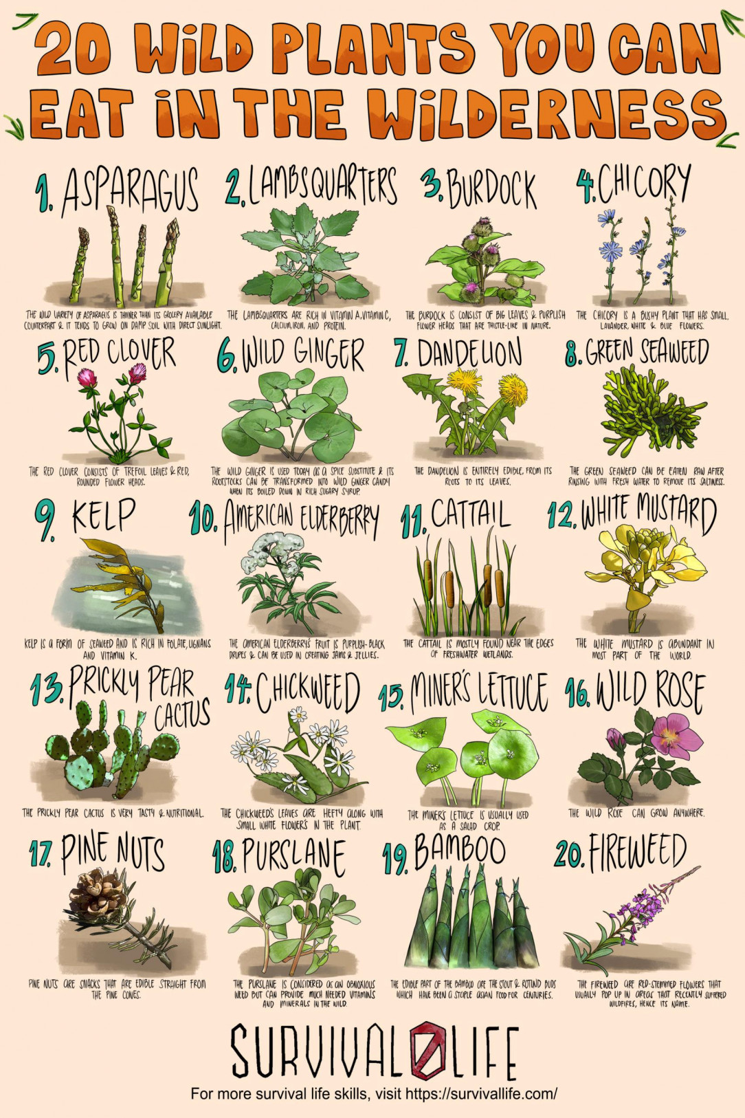 Foraging chart! Wild edibles