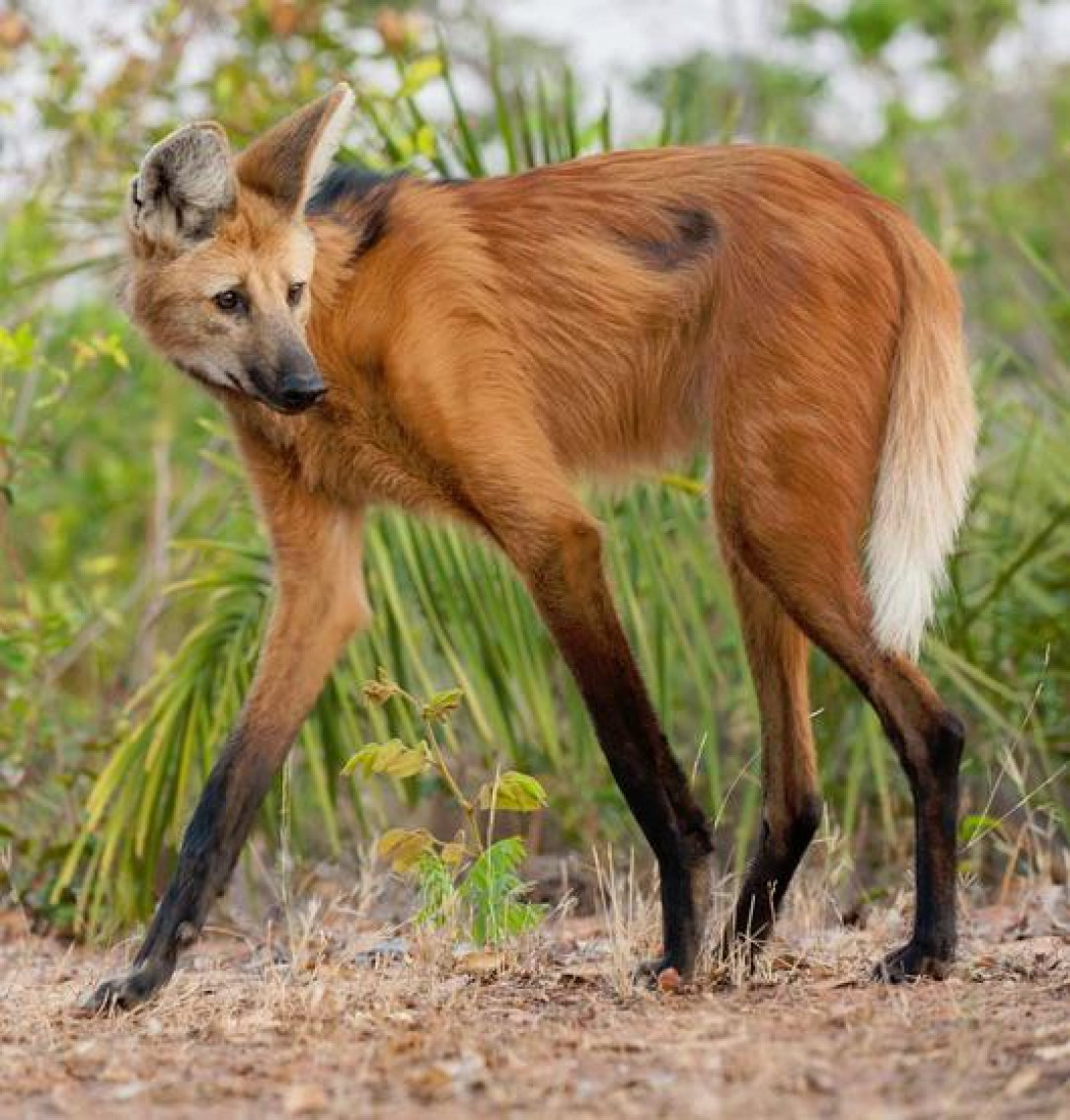 This is a Maned Fox that looks like a crossbreed of a fox and deer