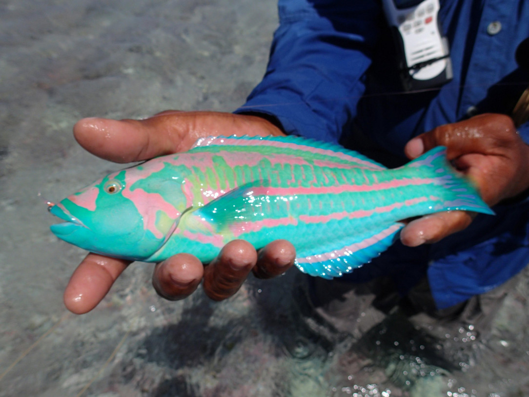 The Surge Wrasse Fish