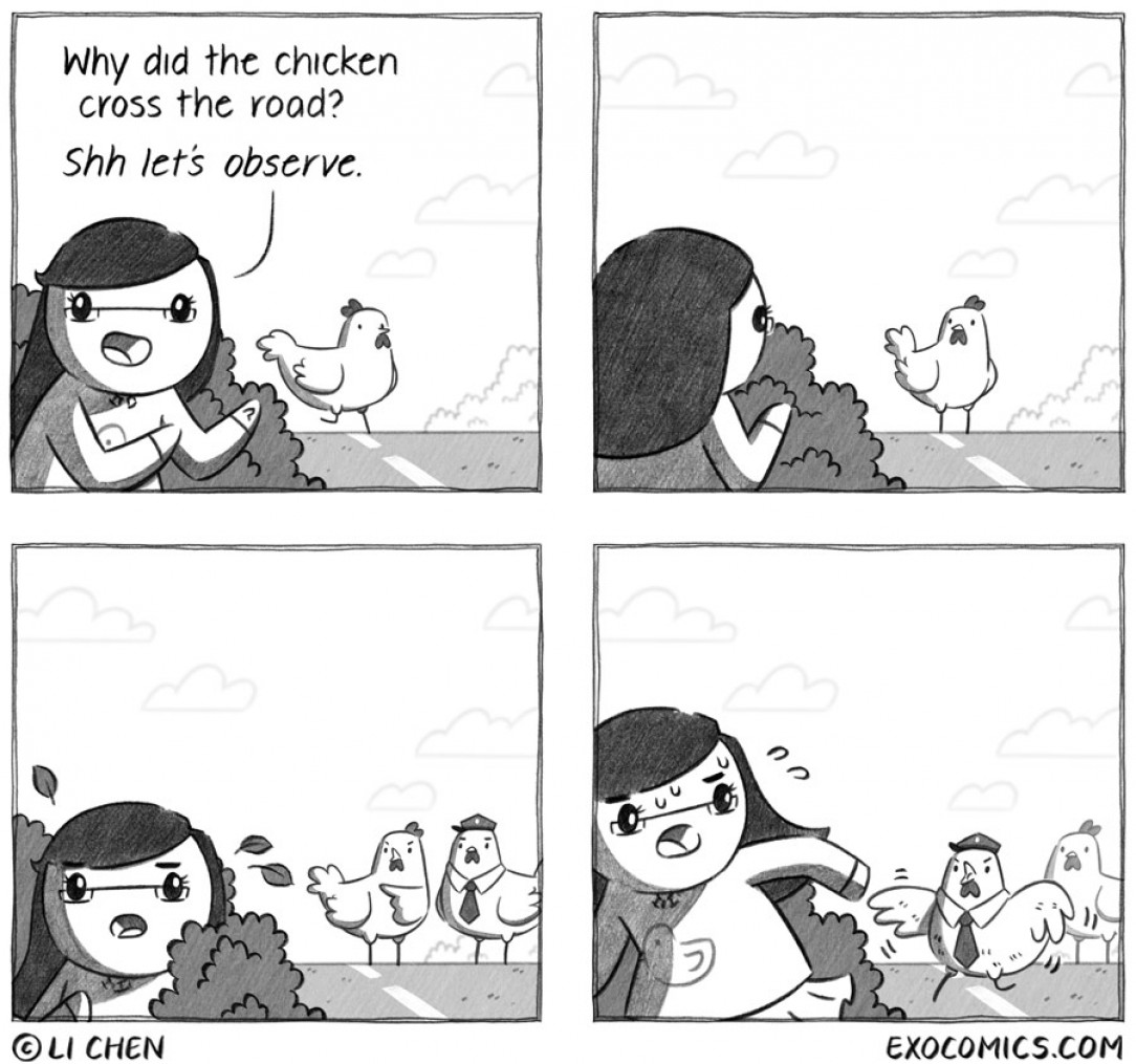 chicken observations