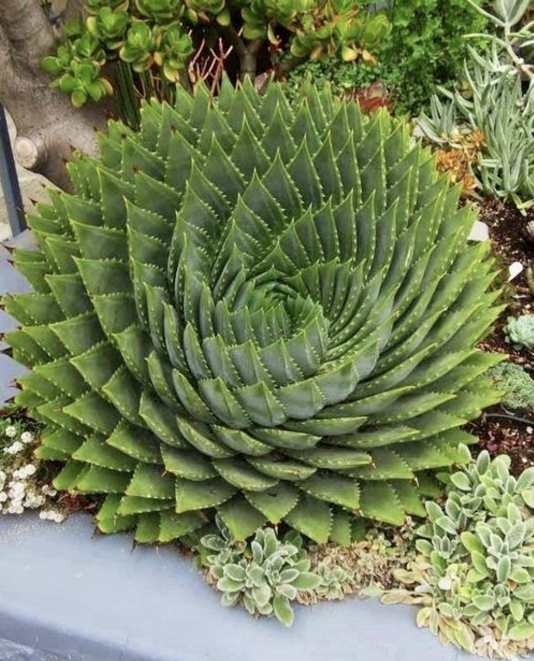 This spiral aloe plant