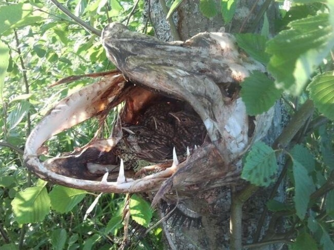 Birds nesting in the skeleton of a dead pike