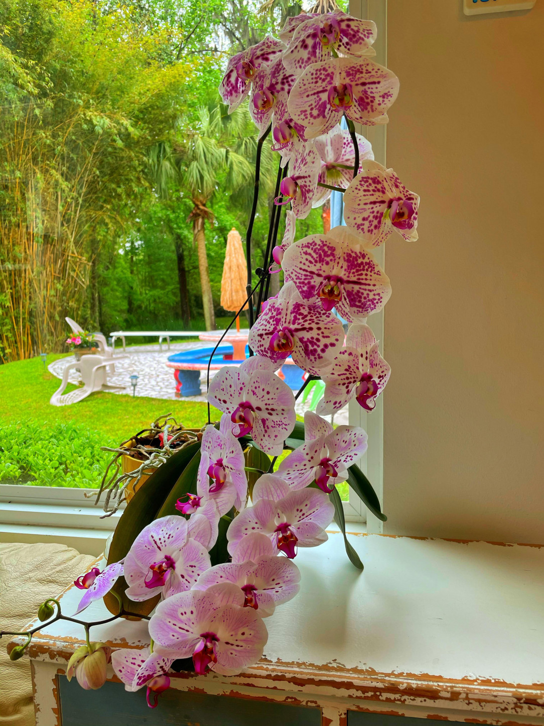 Beautiful orchid in bloom