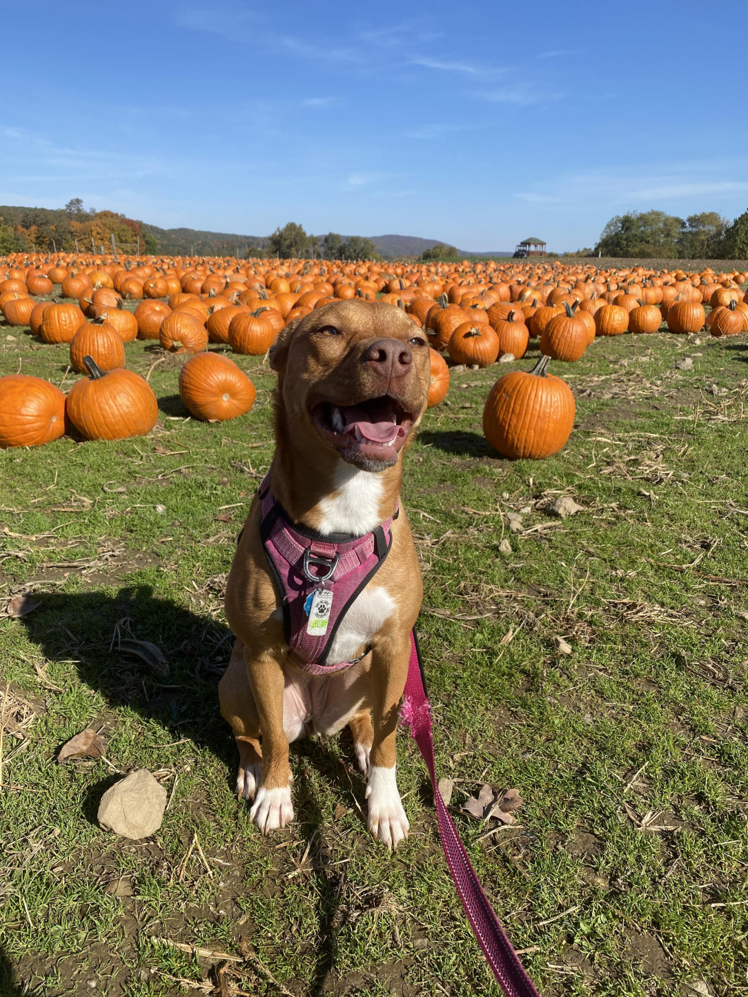 First time to a pumpkin patch