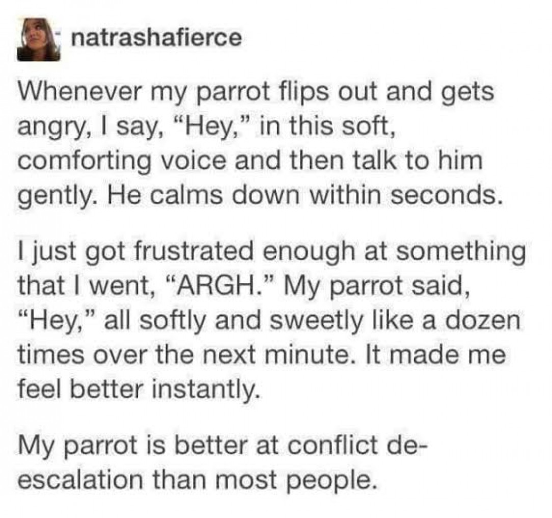 Wholesome Parrot