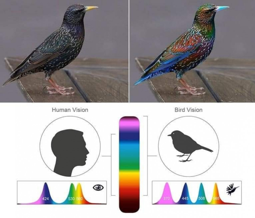 Human vs bird colour perception