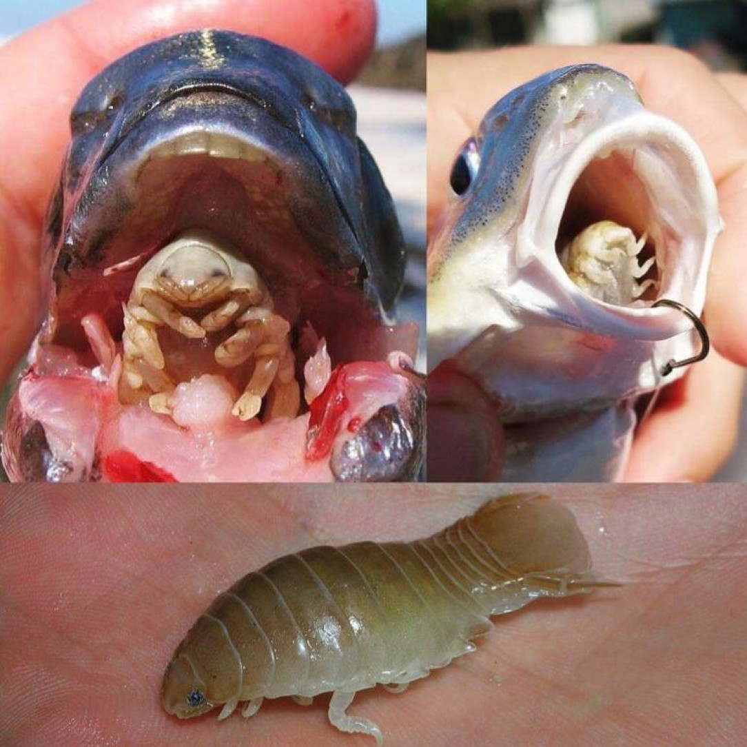 Cymothoa Exigua is a parasite that drains blood from the fishes tongue and becomes the tongue