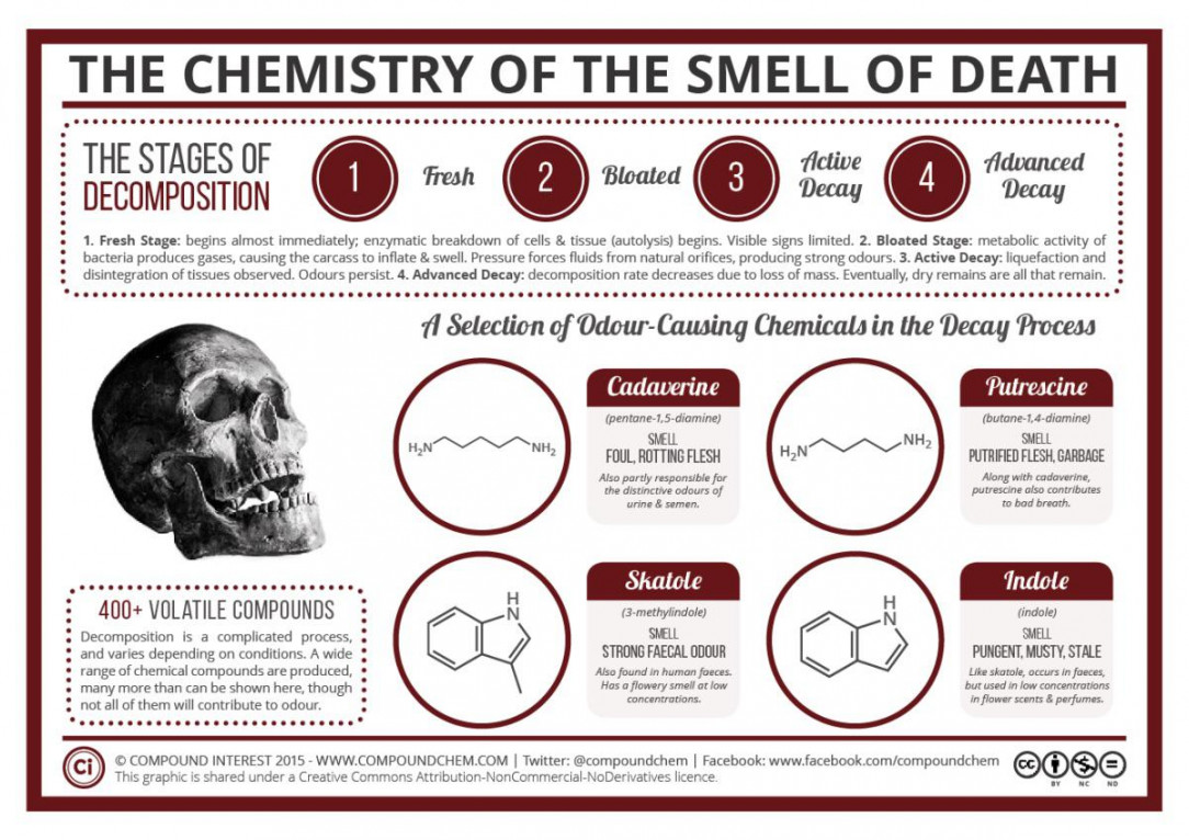 The Chemistry Of The Smell Of Death